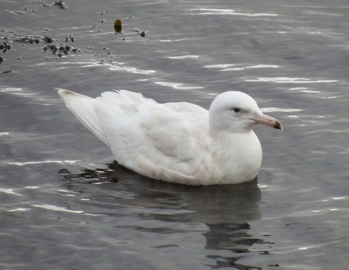 Glaucous Gull