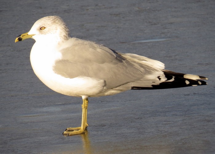 Ring-billed Gull