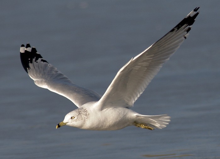 Ring-billed Gull