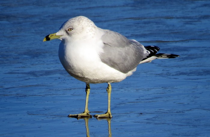 Ring-billed Gull