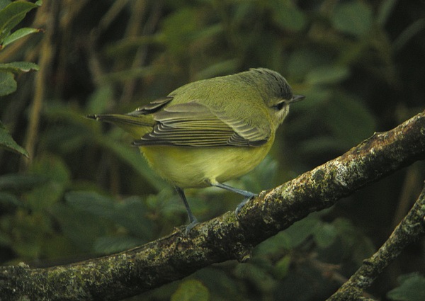 Philadelphia Vireo