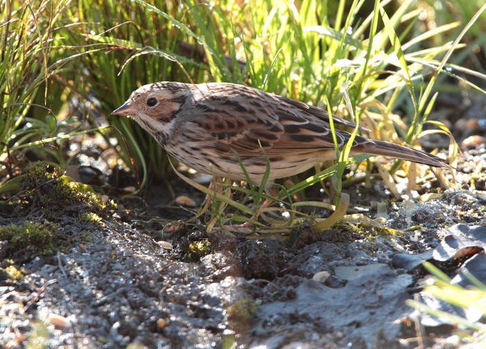 Little Bunting