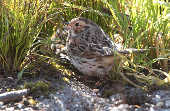 Little Bunting