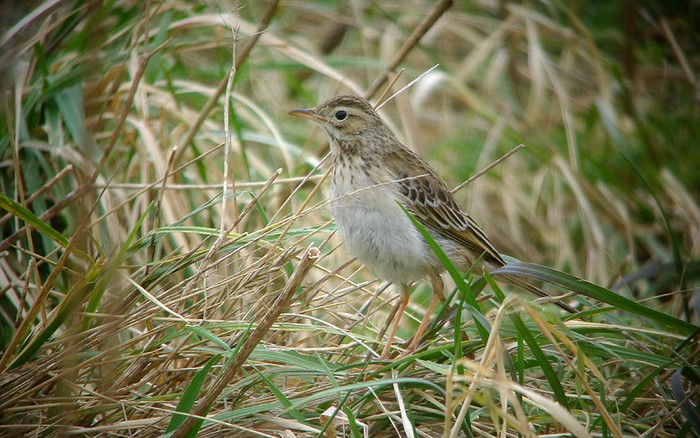 Richard's Pipit