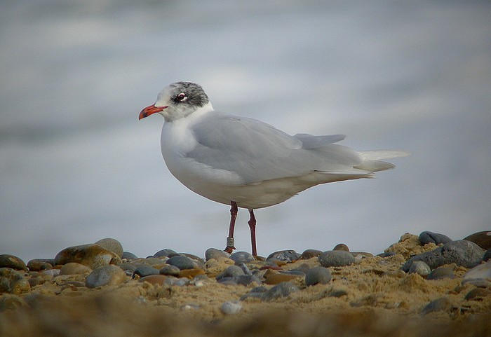 Mediterranean Gull
