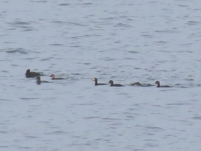 Black Scoter