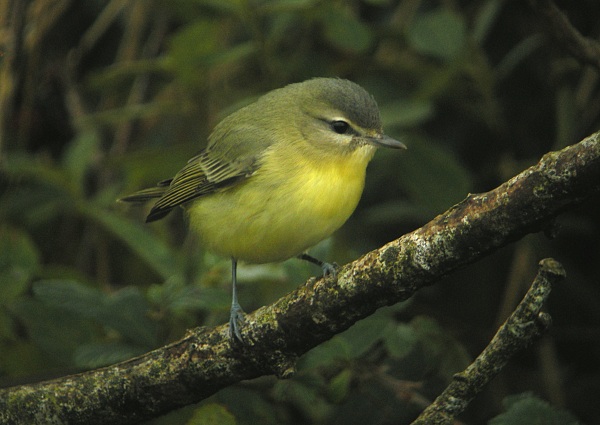 Philadelphia Vireo
