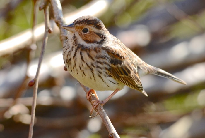 Little Bunting