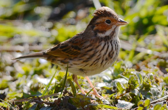 Little Bunting