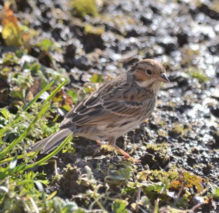 Little Bunting