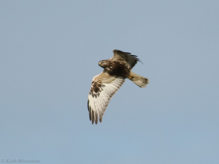 Rough-legged Buzzard