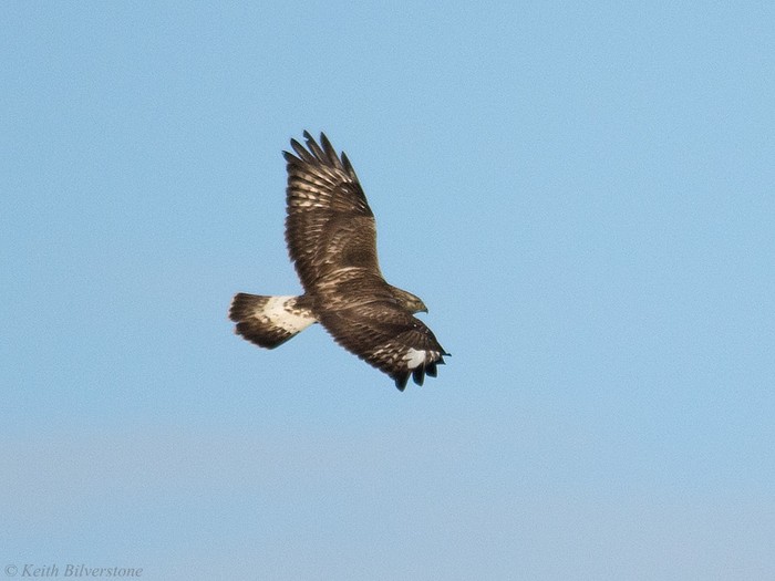 Rough-legged Buzzard