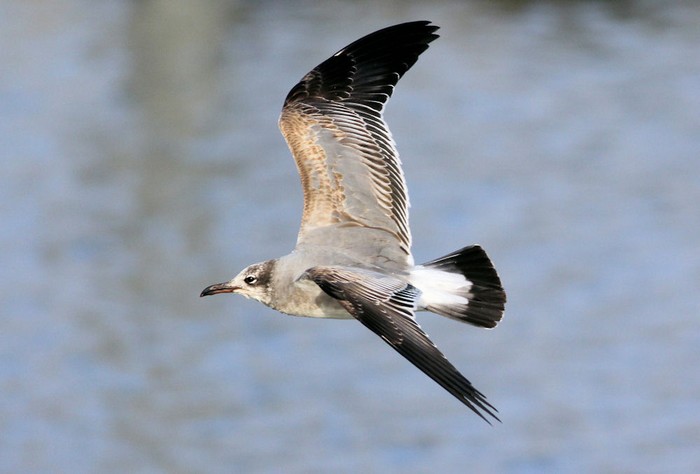 Laughing Gull