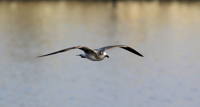 Laughing Gull