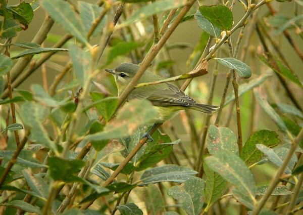 Philadelphia Vireo