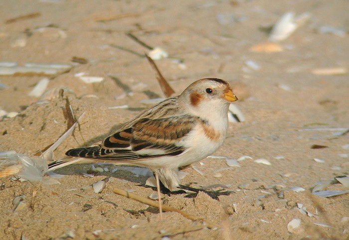 Snow Bunting