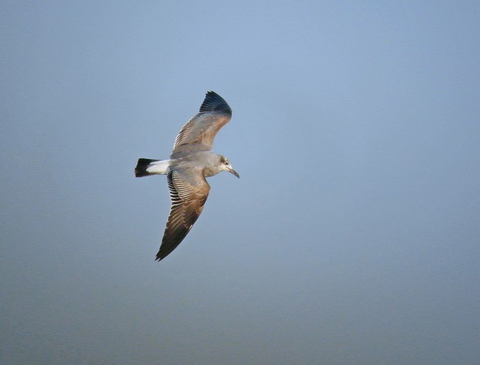 Laughing Gull