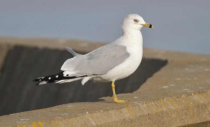 Ring-billed Gull