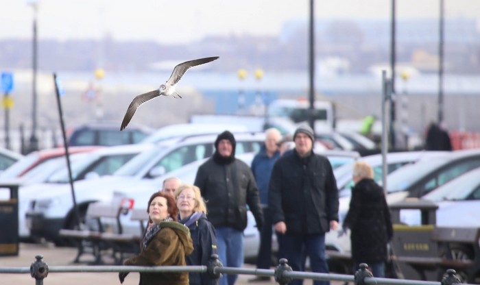 Laughing Gull