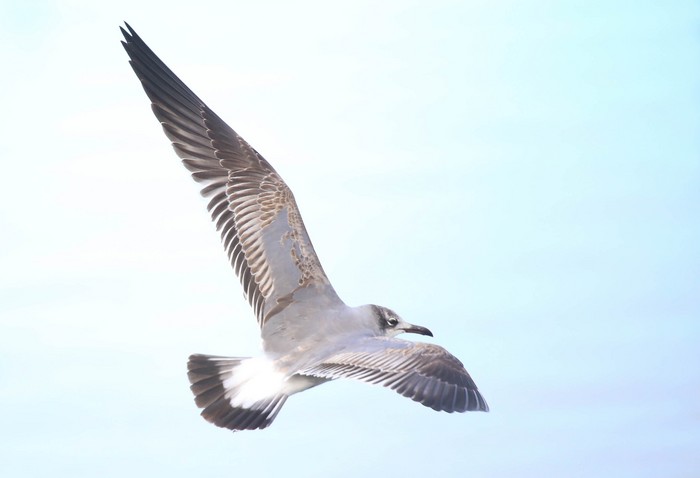 Laughing Gull