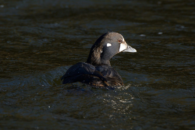 Harlequin Duck