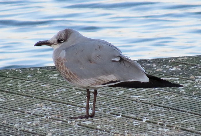 Laughing Gull