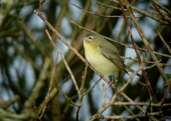 Philadelphia Vireo