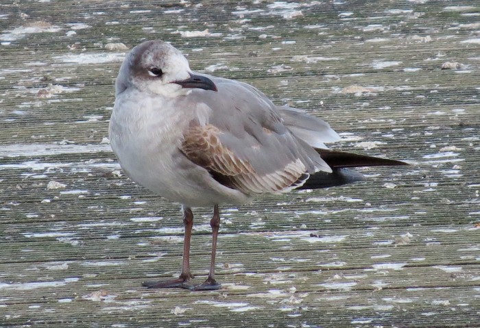 Laughing Gull