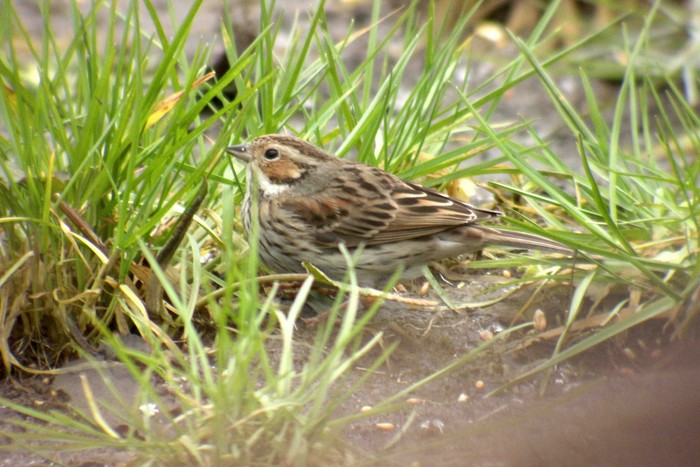 Little Bunting