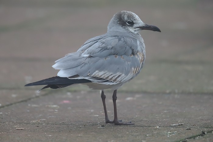 Laughing Gull