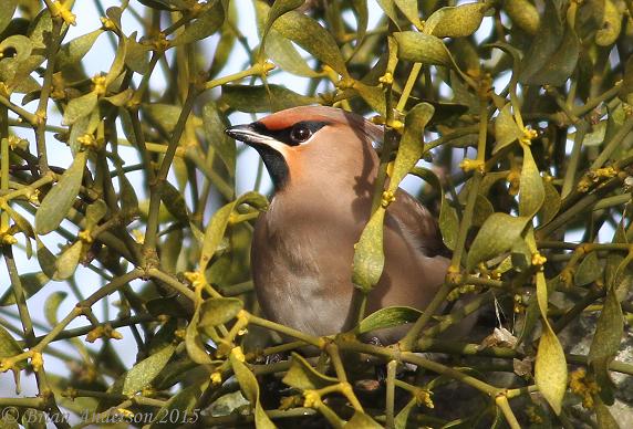 Waxwing