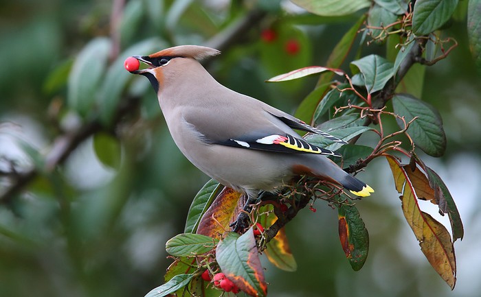 Waxwing