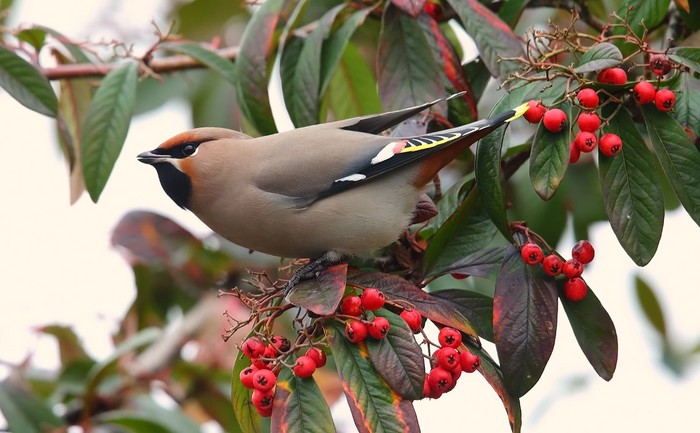 Waxwing