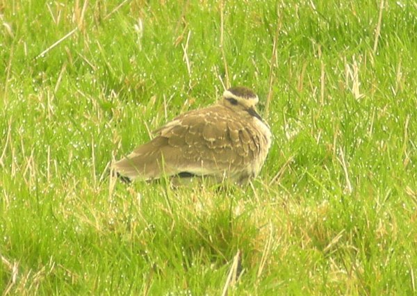 Sociable Plover