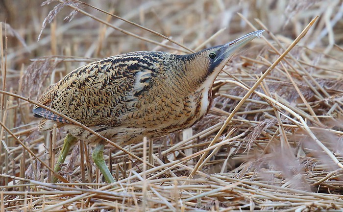 Bittern