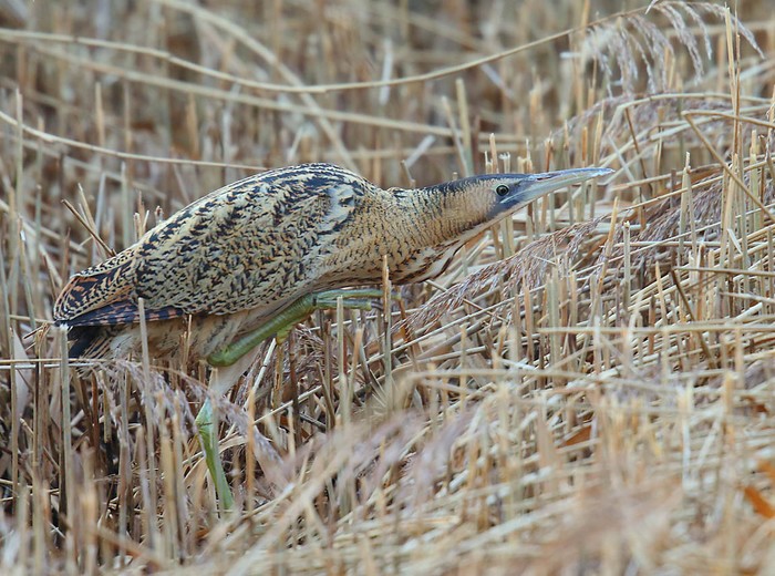 Bittern