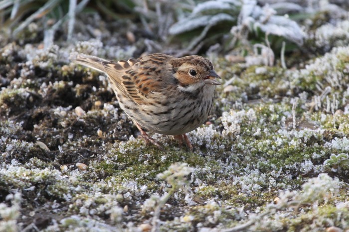 Little Bunting