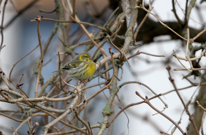 Serin