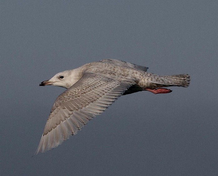 Iceland Gull