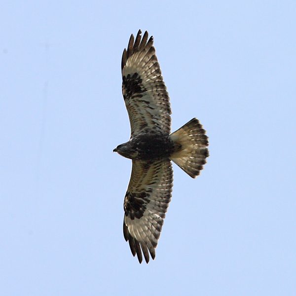 Rough-legged Buzzard
