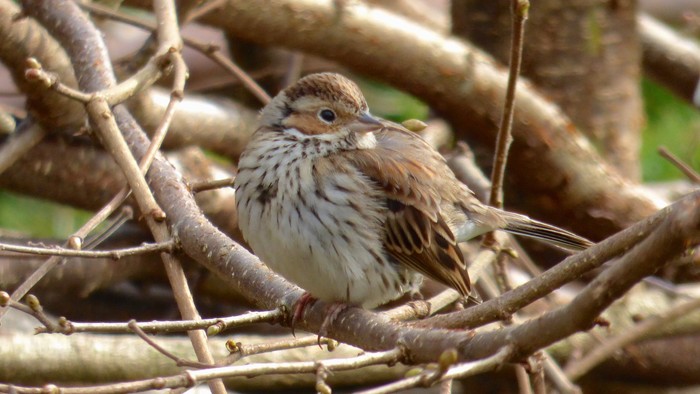Little Bunting