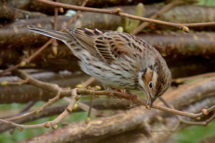 Little Bunting