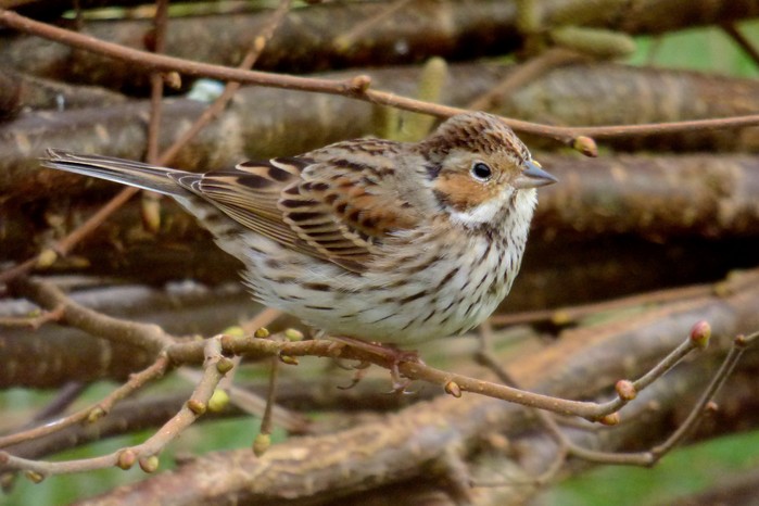 Little Bunting