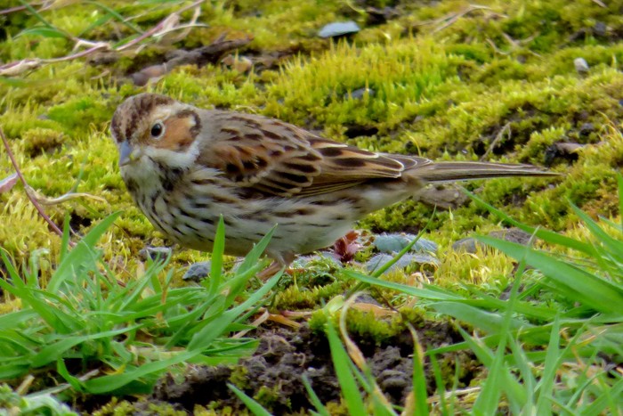 Little Bunting