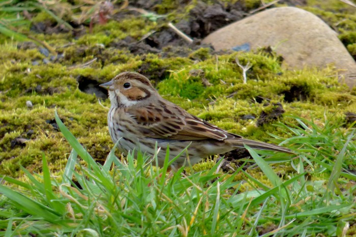 Little Bunting
