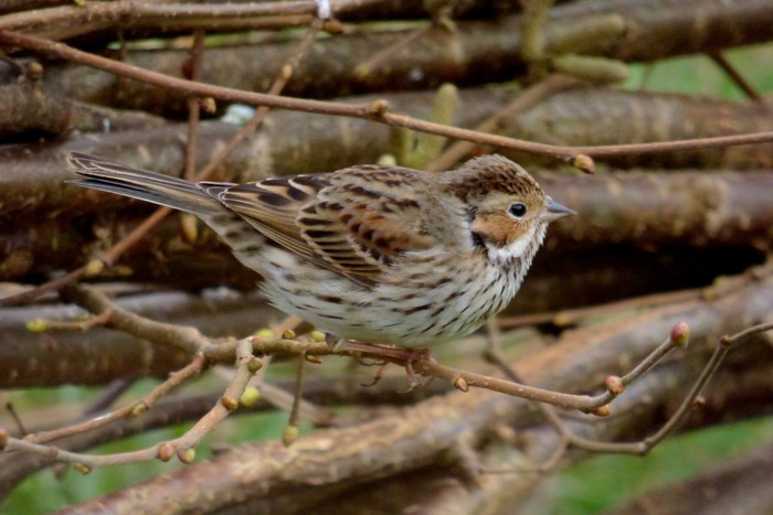 Little Bunting