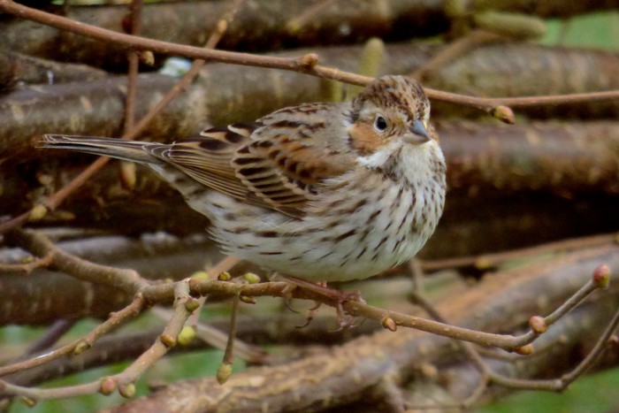 Little Bunting