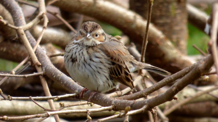Little Bunting