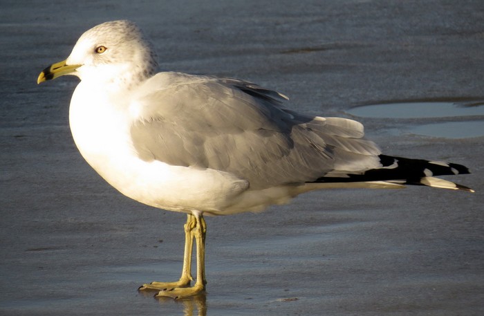 Ring-billed Gull