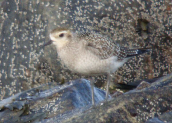 American Golden Plover